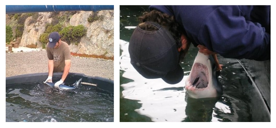 El Dr. Sebastián Klarian, investigador del Centro de Investigación Marina Quintay (CIMARQ) de la UNAB, comparte en sus clases la riqueza y los misterios de la vida que nace en el fondo de los océanos. Asimismo, está convencido de que los ecosistemas marinos están destinados a ser el futuro de la subsistencia humana.