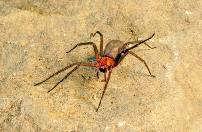 araña de rincón