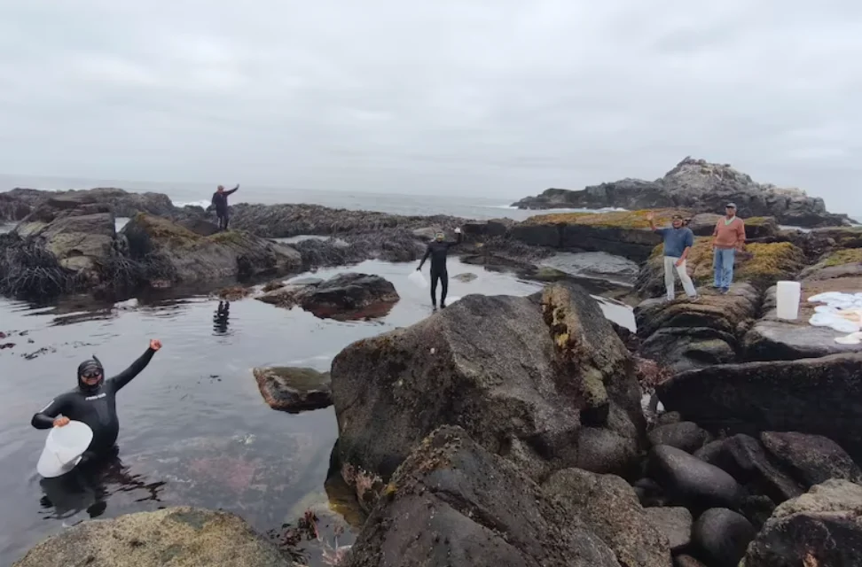 CIMARQ UNAB entra en la recta final del proyecto de repoblamiento de erizos rojos en Quintay junto a pescadores artesanales. La Tercera, 18 de diciembre de 2024.