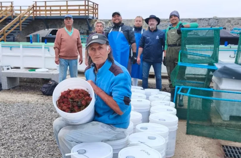 CIMARQ UNAB entra en la recta final del proyecto de repoblamiento de erizos rojos en Quintay junto a pescadores artesanales. La Tercera, 18 de diciembre de 2024.