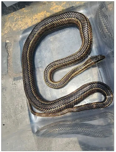 Ignacio Parra, académico UNAB, explica que la serpiente capturada en Valparaíso es inofensiva para las personas. La Últimas Noticias, 16 de diciembre de 2024.