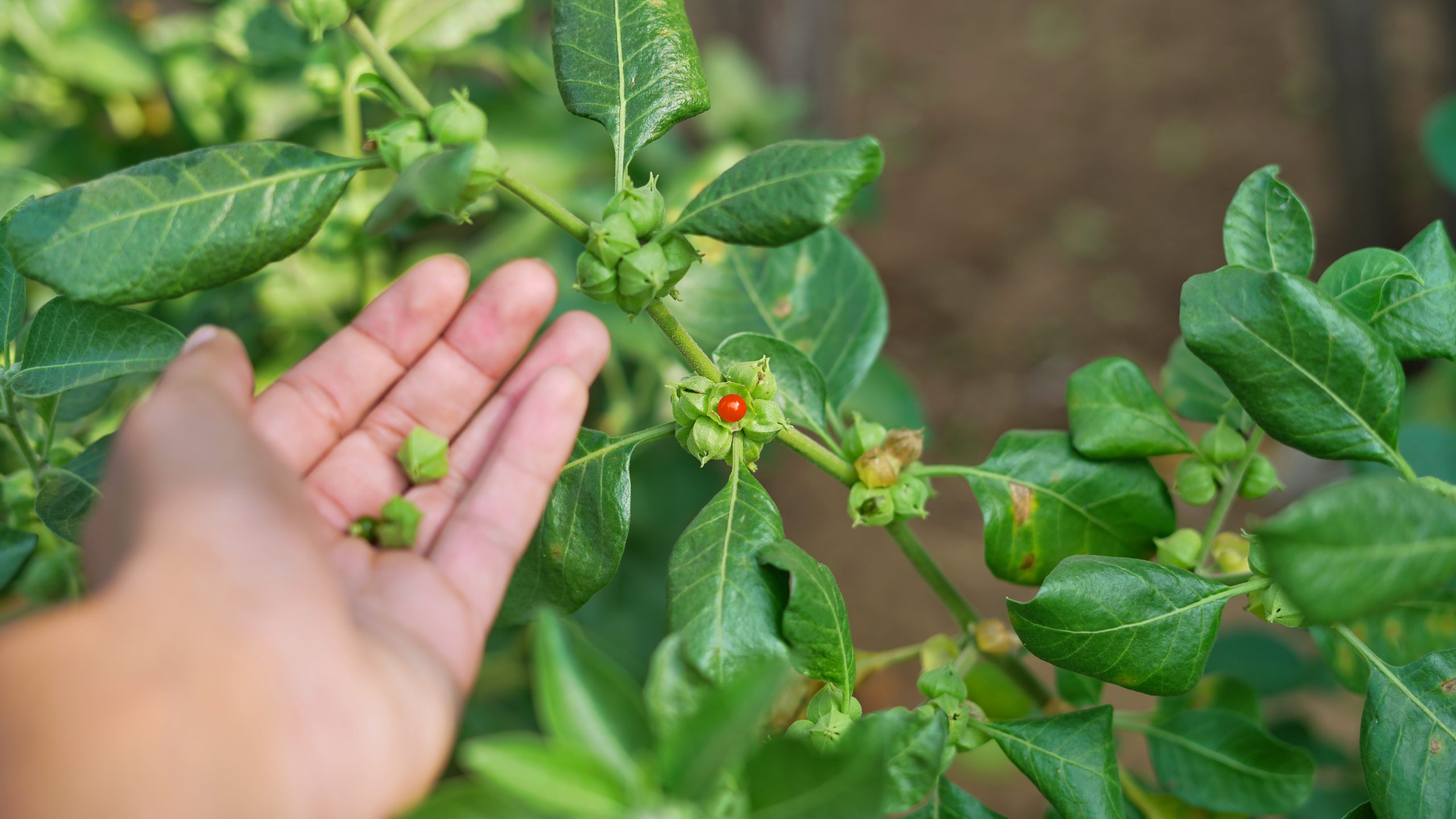ashwagandha