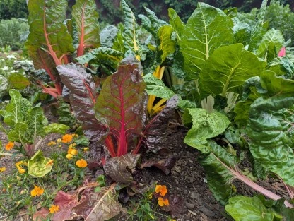 huerta urbana