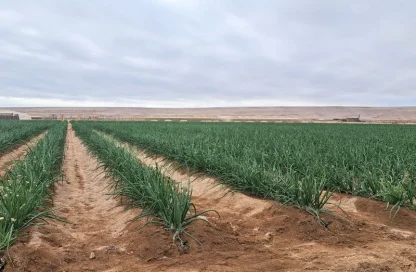innovación en agua de riego y cultivos