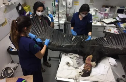 rehabilitación de fauna silvestre