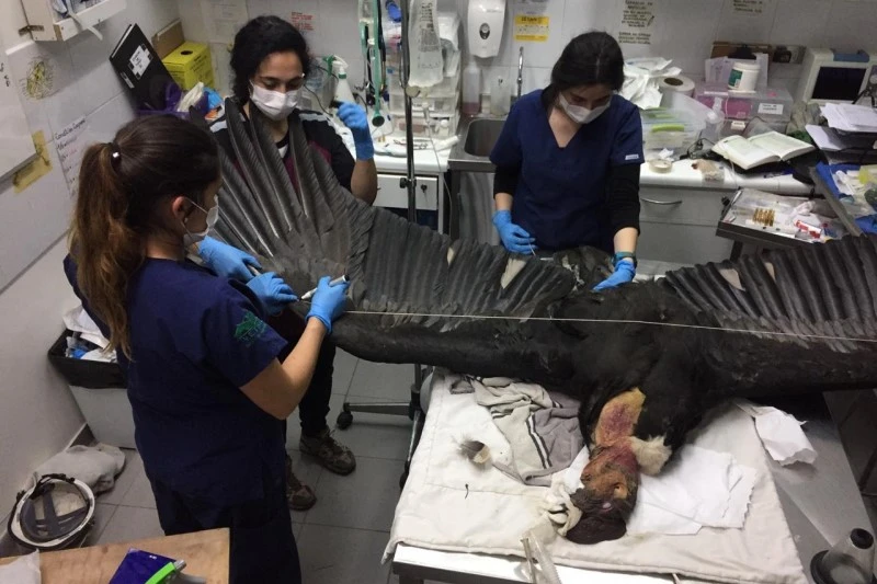 rehabilitación de fauna silvestre