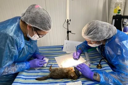rehabilitación de fauna silvestre