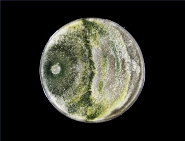 Botrytis cinerea