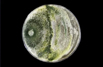 Botrytis cinerea
