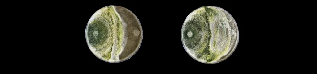 Botrytis cinerea