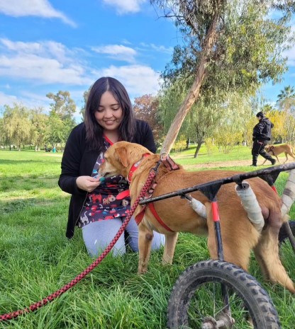 veterinaria en terreno