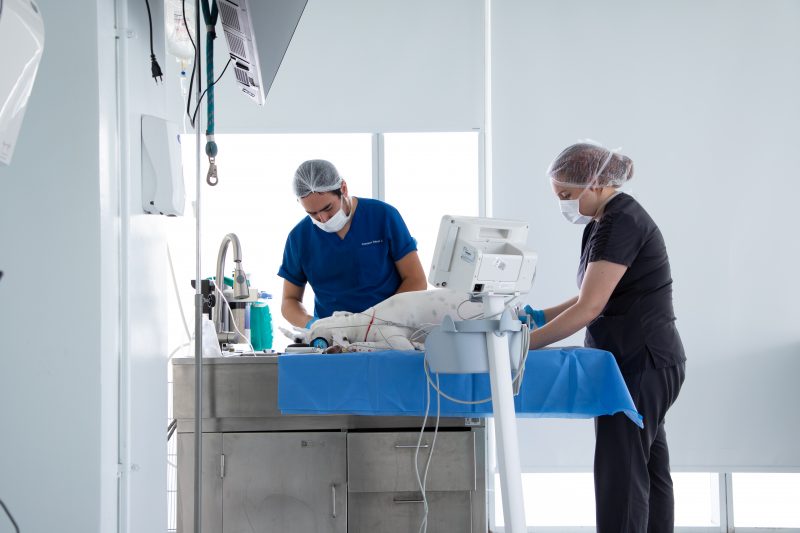 Hospital Clínico Veterinario