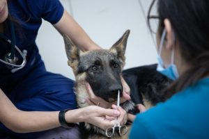 Hospital Clínico Veterinario