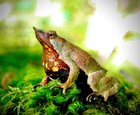 ranita de darwin