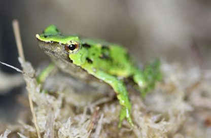 ranita de darwin