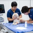 Hospital Clínico Veterinario