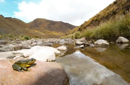 conservación de las ranas andinas