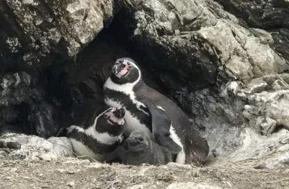 Pingüinos de Humboldt en peligro