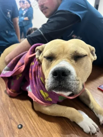 Veterinaria en Terreno