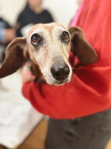 Veterinaria en Terreno