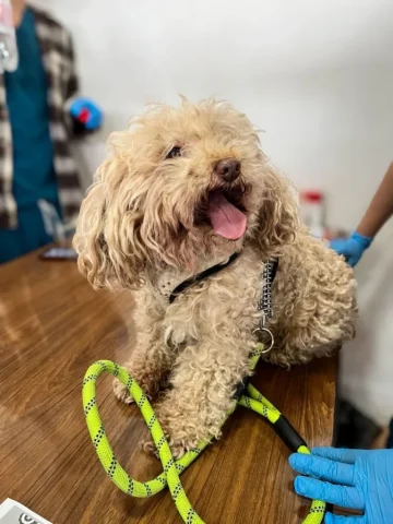 Veterinaria en Terreno