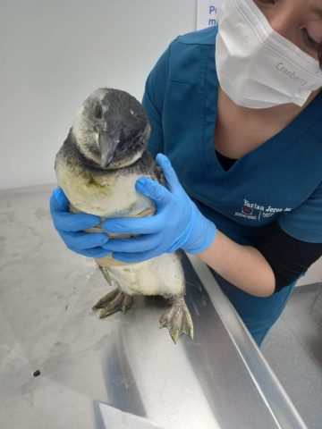 fauna silvestre en HCV (2)