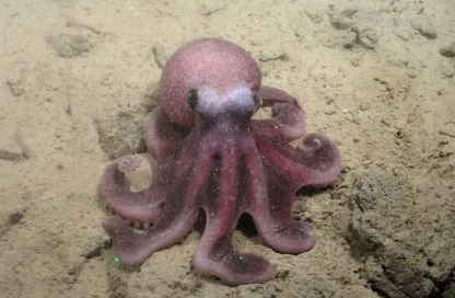 nueva especia de pulpo