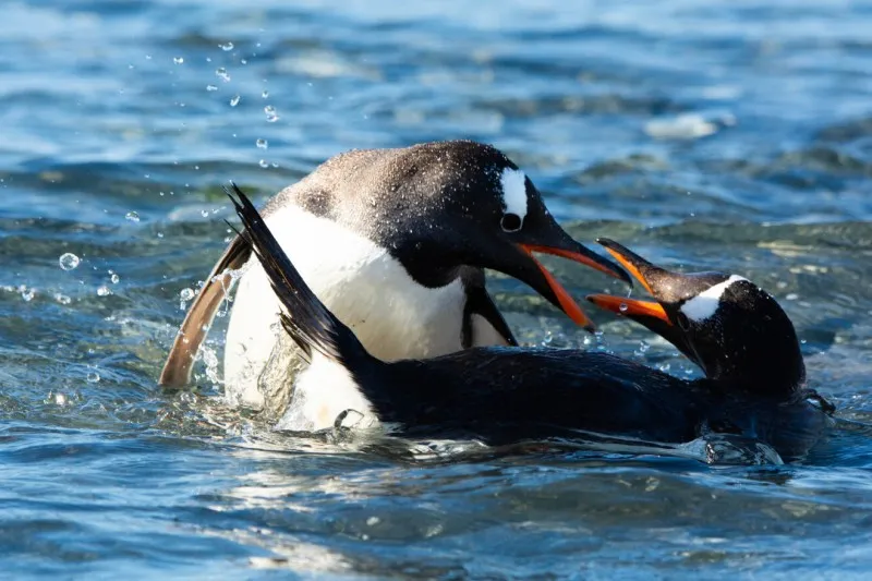 nueva especie de pingüino