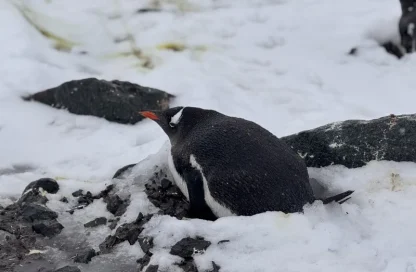 nueva especie de pingüino