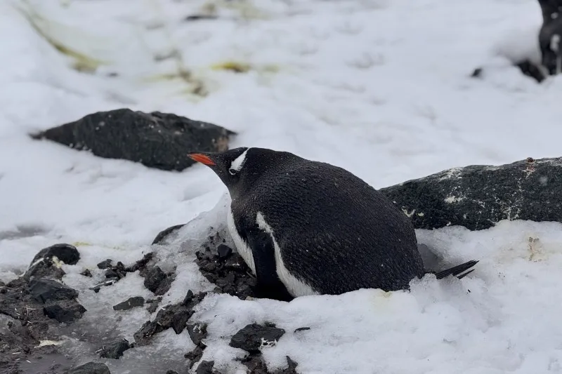 nueva especie de pingüino