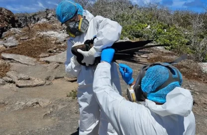 respuesta regional frente a la influenza aviar