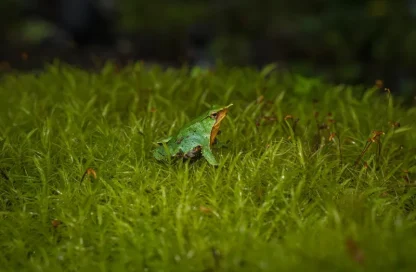 anfibios de la Patagonia