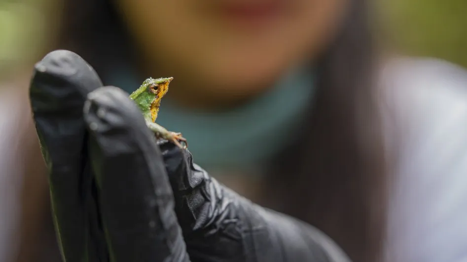 anfibios de la Patagonia