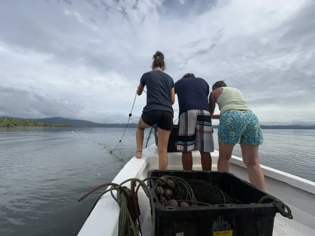 Investigación sobre tortugas marinas