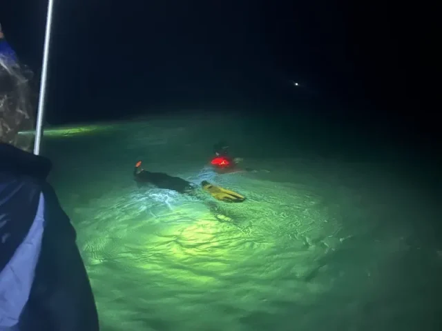 Investigación sobre tortugas marinas