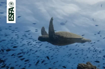 investigación sobre tortugas marinas