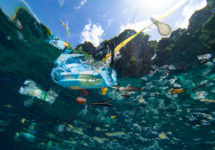 Microplásticos en los océanos ¿Cuál es el riesgo para nuestra sangre?