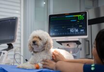 Red de Hospitales Clínicos Veterinarios UNAB: excelencia médica para la salud y el bienestar de tus mascotas
