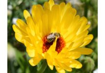 Investigadoras del CSB-UNAB y alumnos de Ecoturismo crearán un borde de flora nativa para conocer y valorar a las abejas chilenas
